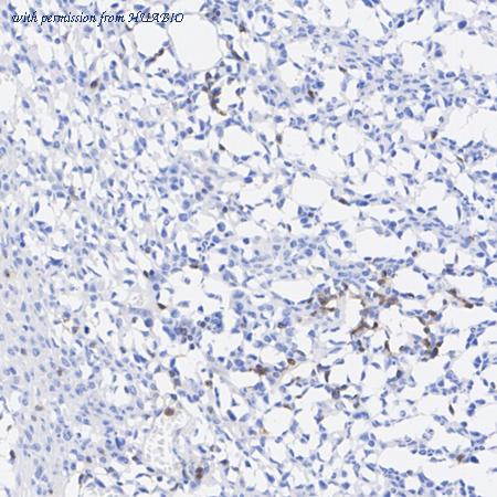 HUABIO HA722484 image 2