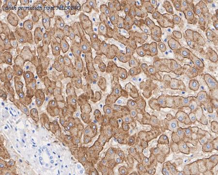 HUABIO HA722500 image 3