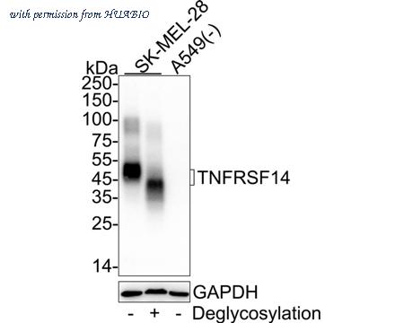 HUABIO HA722501 image 1