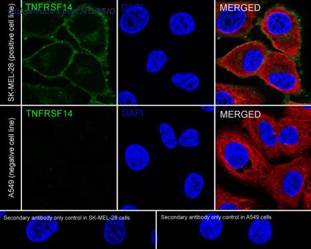 HUABIO HA722501 image 2