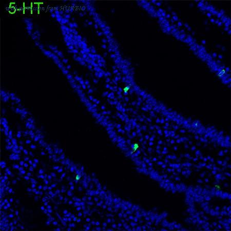 HUABIO HA722503 image 1