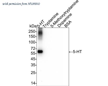 HUABIO HA722503 image 3