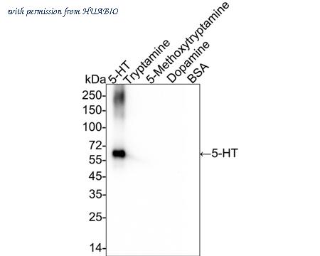 HUABIO HA722504 image 1