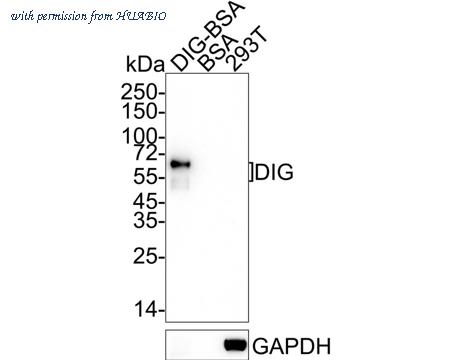 HUABIO HA722519 image 1