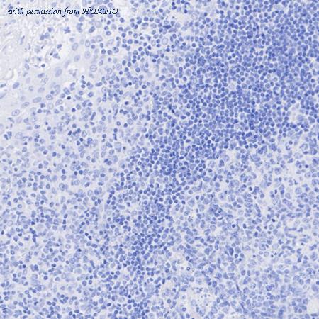 HUABIO HA722519 image 2