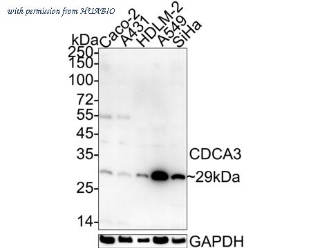 HUABIO HA722525 image 1