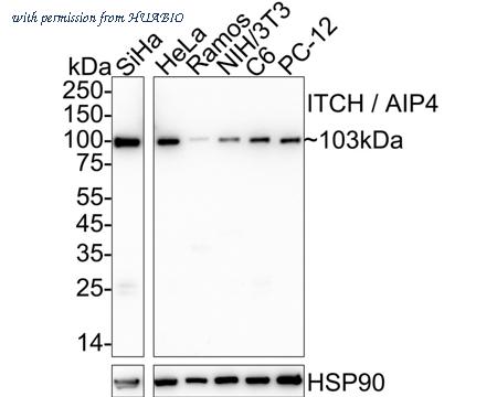 HUABIO HA722530 image 1