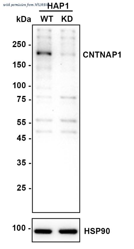 HUABIO HA722531 image 2