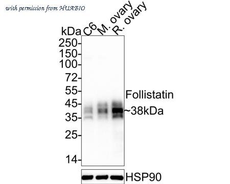 HUABIO HA722532 image 1