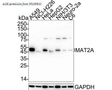 HUABIO HA722536 image 1