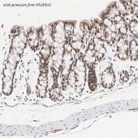 HUABIO HA722536 image 3