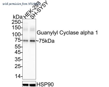 HUABIO HA722537 image 1