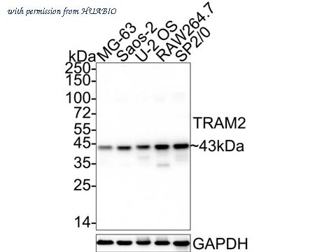 HUABIO HA722557 image 1