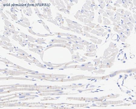 HUABIO HA722560 image 3