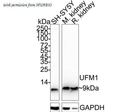 HUABIO HA722571 image 1