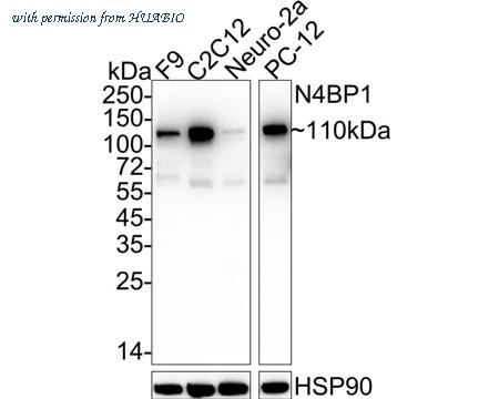 HUABIO HA722576 image 1