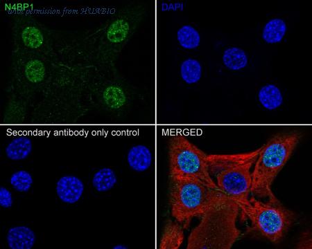 HUABIO HA722576 image 2