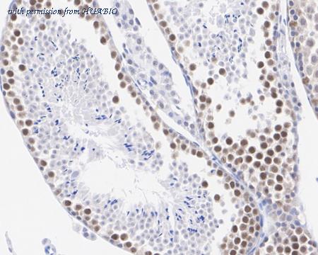 HUABIO HA722576 image 3