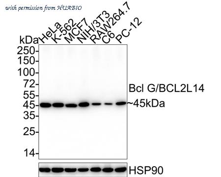 HUABIO HA722583 image 1