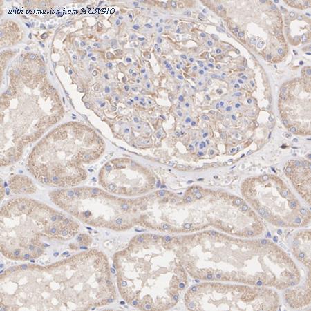 HUABIO HA722584 image 2