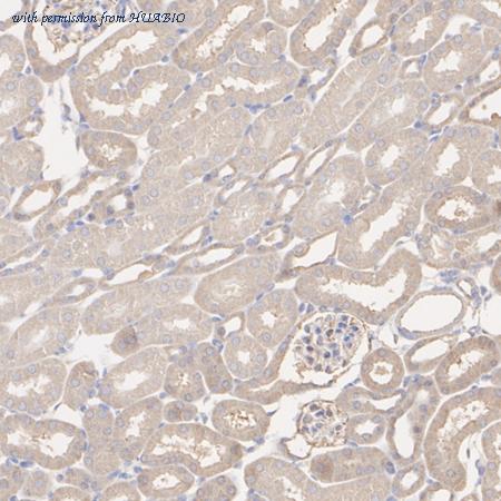 HUABIO HA722584 image 3