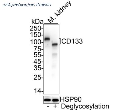 HUABIO HA722667 image 1