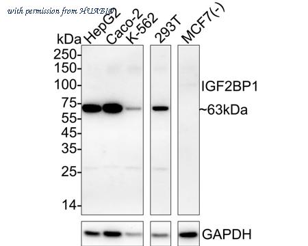 HUABIO HA722671 image 1