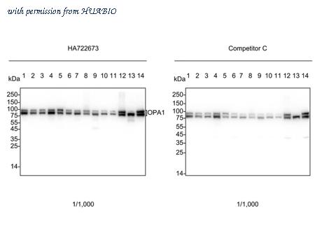 HUABIO HA722673 image 1