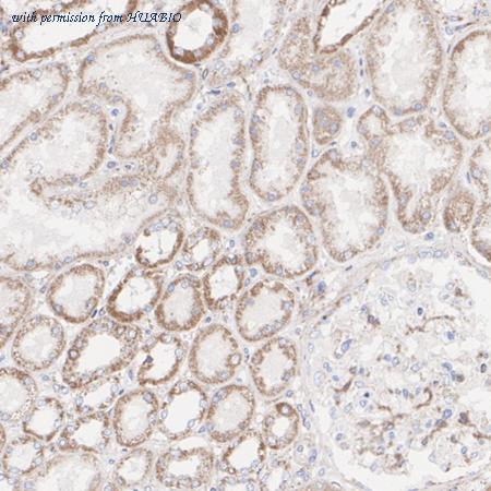 HUABIO HA722673 image 2