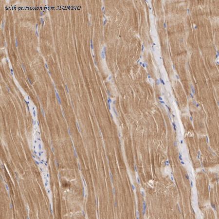 HUABIO HA722673 image 3