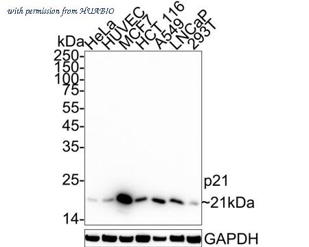 HUABIO HA722685 image 1