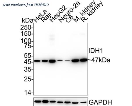 HUABIO HA722696 image 1