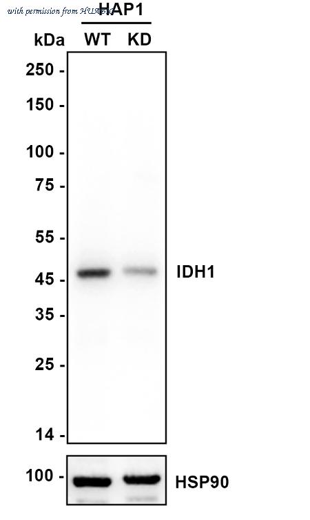 HUABIO HA722696 image 2