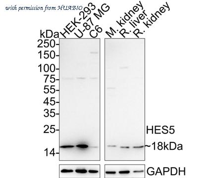 HUABIO HA722699 image 1