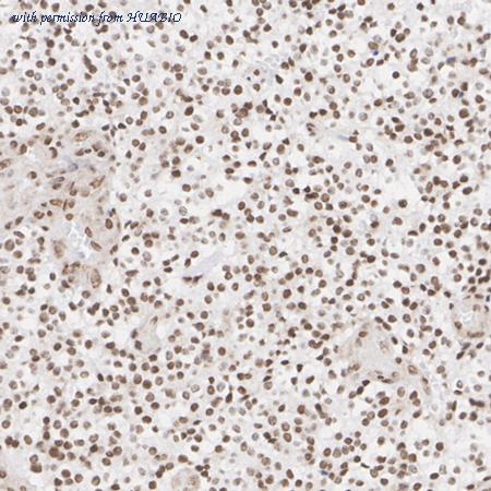 HUABIO HA722699 image 2