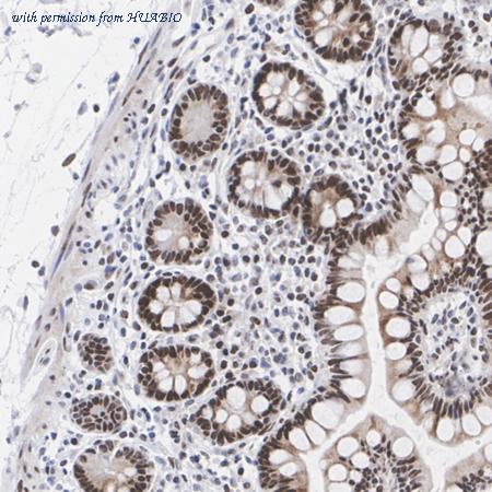 HUABIO HA722699 image 3