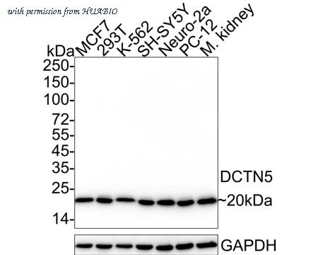 HUABIO HA722706 image 1