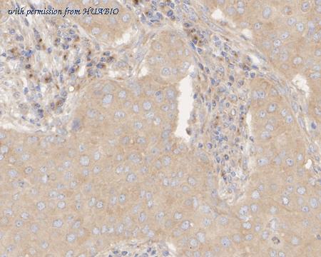 HUABIO HA722706 image 2