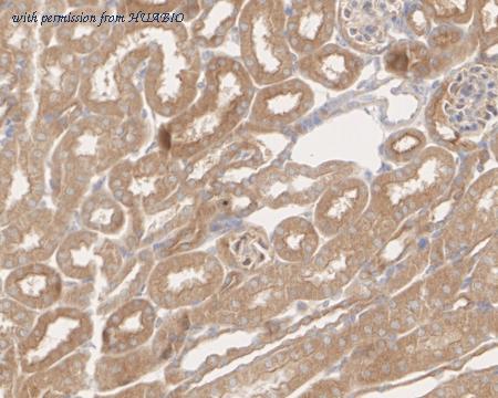 HUABIO HA722706 image 3