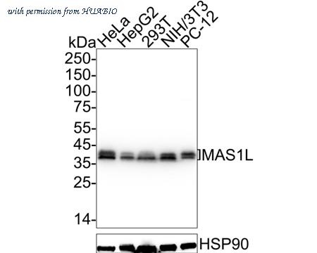HUABIO HA722709 image 1