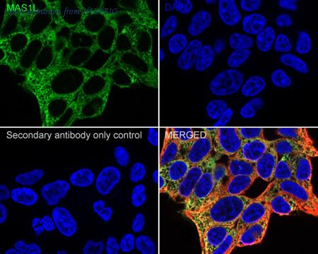 HUABIO HA722709 image 2