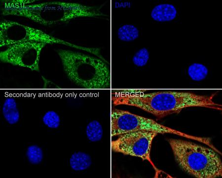 HUABIO HA722709 image 3