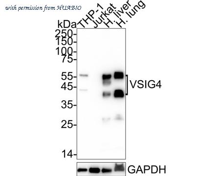 HUABIO HA722718 image 1