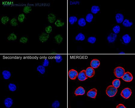 HUABIO HA722723 image 2