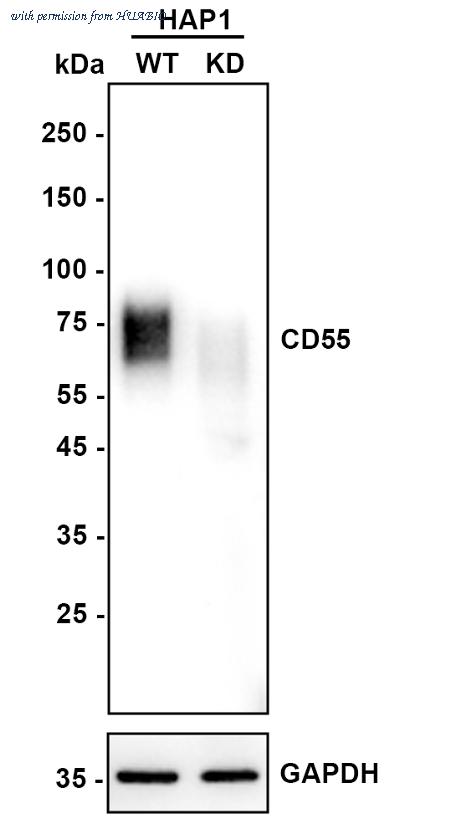 HUABIO HA722724 image 2