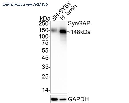 HUABIO HA722728 image 1