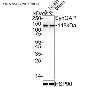 HUABIO HA722728 image 2