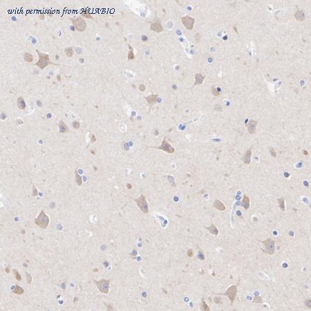 HUABIO HA722728 image 3