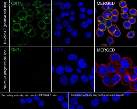 HUABIO HA722742 image 2