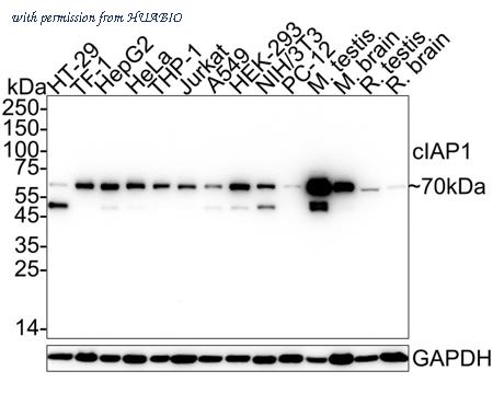 HUABIO HA722743 image 1